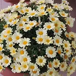 Il Girasole Bed and Breakfast Mondello
