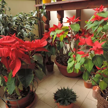 Il Girasole 3* مونديلّو