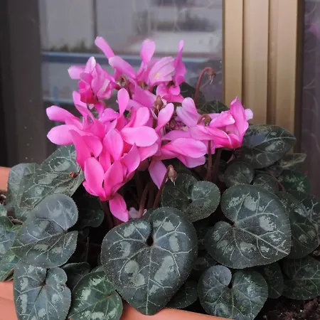 Il Girasole فندق مبيت وإفطار