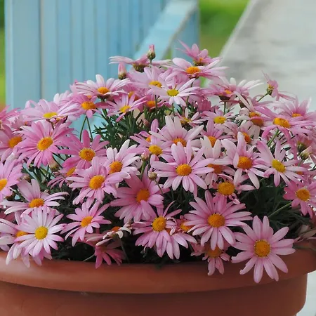 Il Girasole 3* مونديلّو