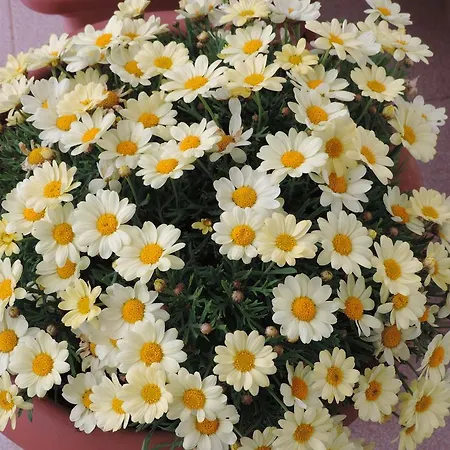 Il Girasole Отель типа 
