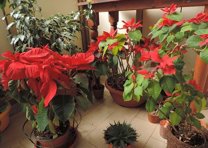 Il Girasole 3* Монделло