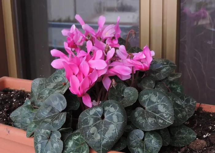 Il Girasole Отель типа 