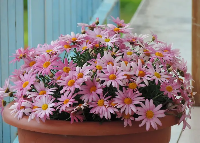 Il Girasole 3* Монделло