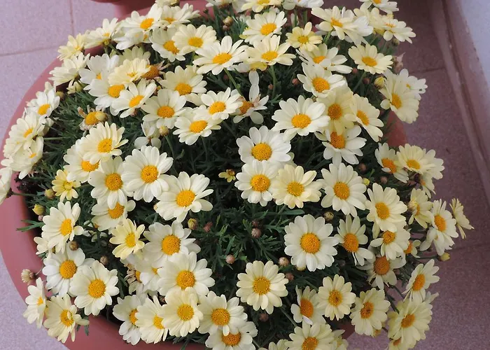 Il Girasole Отель типа 